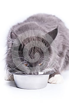 Mainkun cat drinks water from steel bowl on white background.