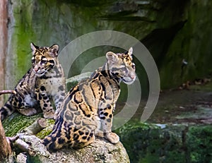 Mainland clouded leopard couple sitting together on a rock, tropical wild cat specie from the himalayas of Asia