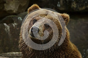 Mainland grizzly Ursus arctos horribilis