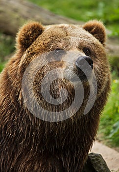 Mainland grizzly Ursus arctos horribilis