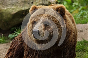 Mainland grizzly Ursus arctos horribilis