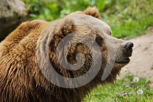 Mainland grizzly Ursus arctos horribilis