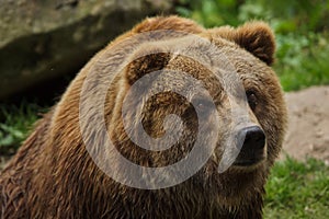 Mainland grizzly Ursus arctos horribilis