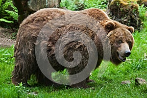 Mainland grizzly (Ursus arctos horribilis).