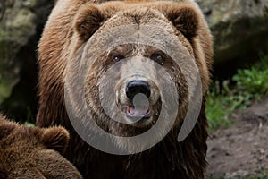 Mainland grizzly (Ursus arctos horribilis).