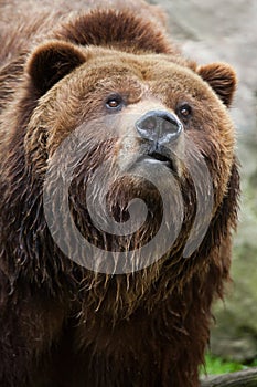 Mainland grizzly (Ursus arctos horribilis).