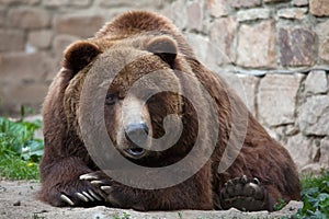 Mainland grizzly (Ursus arctos horribilis).