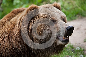 Mainland grizzly (Ursus arctos horribilis).