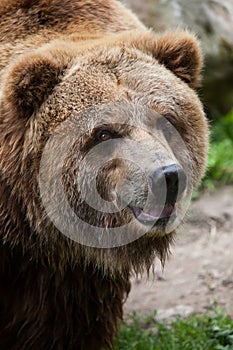 Mainland grizzly (Ursus arctos horribilis).