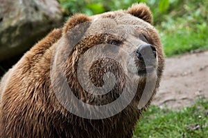 Mainland grizzly (Ursus arctos horribilis).