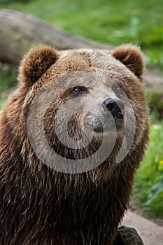 Mainland grizzly (Ursus arctos horribilis).