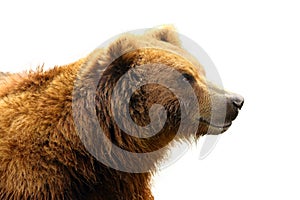 The mainland grizzly Ursus arctos horribilis portait of the big female bear.Isolated grizzly portrait with white background