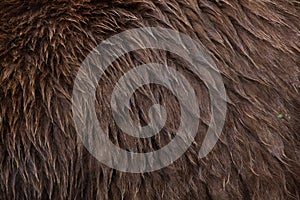 Mainland grizzly (Ursus arctos horribilis). Skin texture. photo