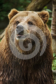 Mainland grizzly Ursus arctos horribilis photo