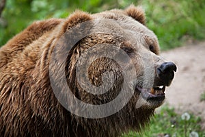 Mainland grizzly (Ursus arctos horribilis). photo