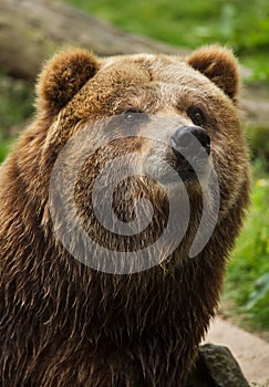 Mainland grizzly Ursus arctos horribilis photo