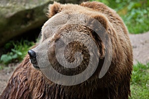 Mainland grizzly (Ursus arctos horribilis). photo