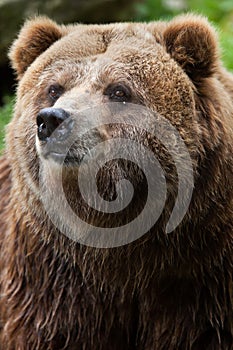 Mainland grizzly (Ursus arctos horribilis). photo