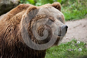 Mainland grizzly (Ursus arctos horribilis). photo