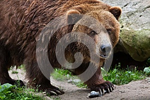 Mainland grizzly (Ursus arctos horribilis). photo