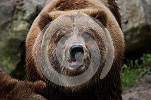 Mainland grizzly (Ursus arctos horribilis). photo