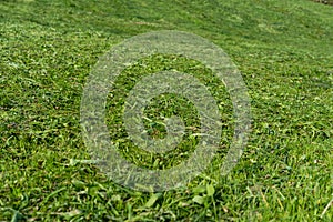 Maintained, fresh green lawn in close up for background or texture summer meadow grass