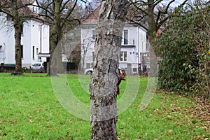 Mainz, Germany - 01 09 2023: Squirrel in a tiny park in the middle of the city
