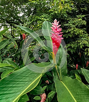 Maire Nui Gardens, Rarotonga