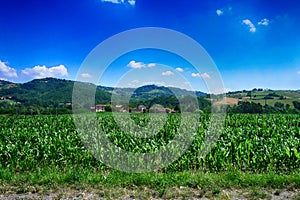 Mais green field countryside landscape