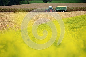 Corn harvest with sunflowers in autumn