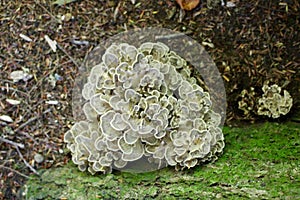 Maitake Cluster at base of forest tree