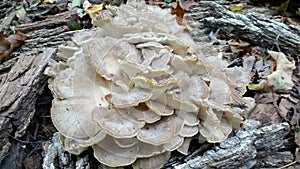 Maitake Hen of the Woods Mushroom