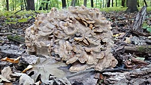 Maitake Hen of the Woods Mushroom