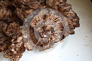 Maitake hen of a woods mushroom