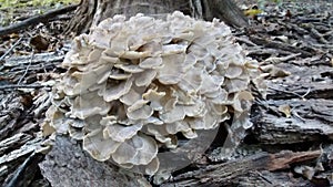 Maitake Hen of the Woods Mushroom photo