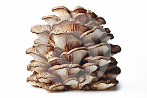 Maitake (Hen of the Woods) mushroom isolated on solid white background. ai generative