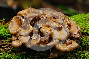 Maitake Mushroom