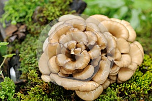 Maitake mushroom photo