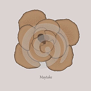 Maitake mushroom, Grifola frondosa or hen of the woods, medicinal plant.