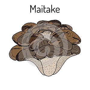 Maitake mushroom Grifola frondosa , or hen of the woods, medicinal plant photo