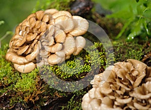 Maitake mushroom