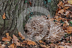 Maitake mushroom photo