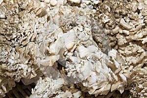 Maitake Mushrooms