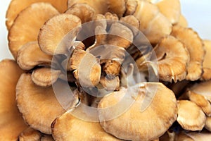 Maitake Mushrooms photo