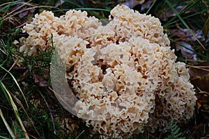 Maitake mushrooms