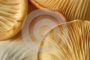 Maitake Mushrooms Cluster