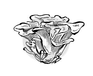 Maitake mushrooms. Hand drawn vintage vector illustration on white background photo