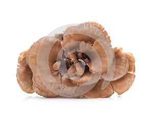 Maitake mushrooms isolated on white background