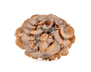 Maitake mushrooms isolated on white background