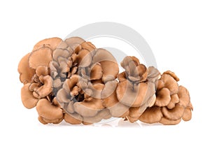 Maitake mushrooms isolated on white background